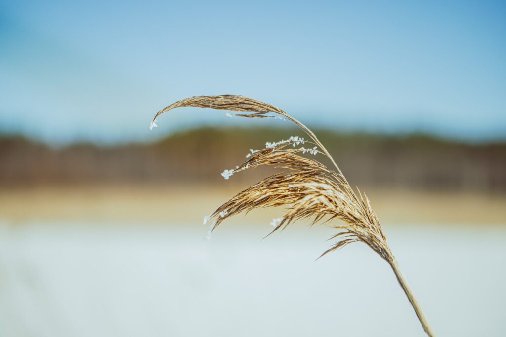 järviruoko raaka-aineena ekologisiin kompostituotteisiin